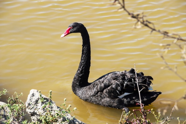 Mooie zwarte zwaan die in troebel water zwemt