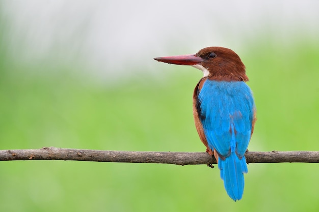 mooiste witkeelijsvogel op houten tak