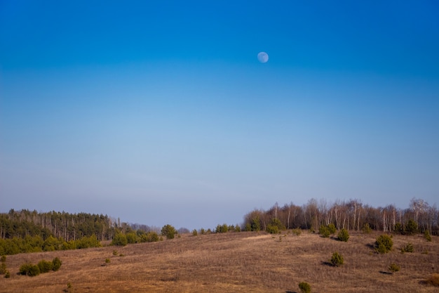 Moon on the blue sky above the field and the forest