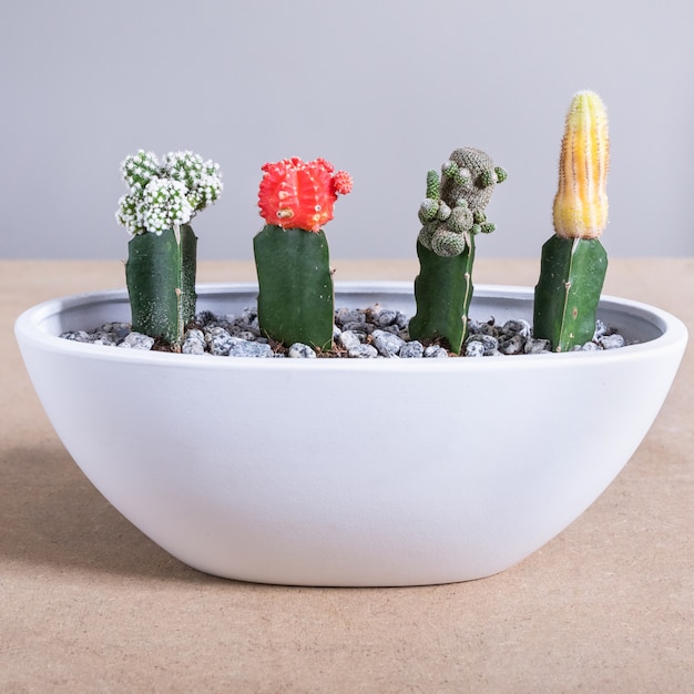 Moon cactus terrarium in de witte pot