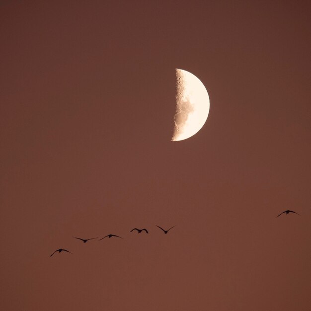 Moon in a clear sky before dark