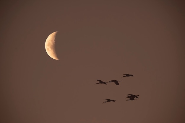 Moon in a clear sky before dark