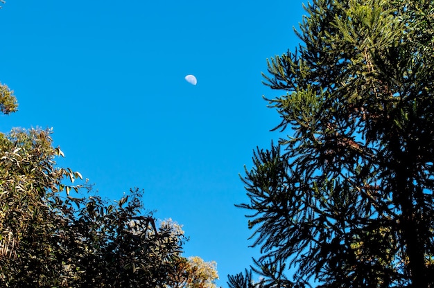 Moon during the day blue sky and tree details