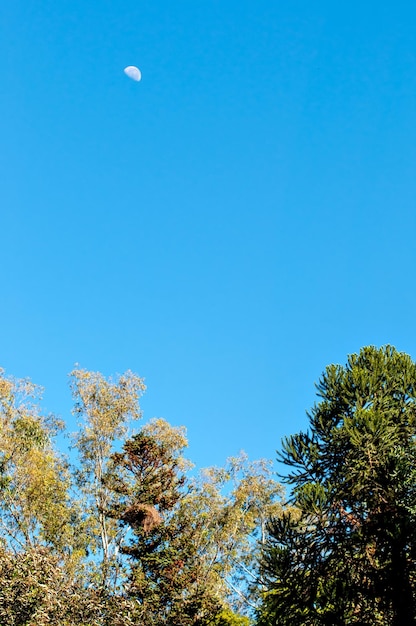 Moon during the day blue sky and tree details