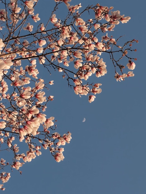 The moon is in the sky above the tree