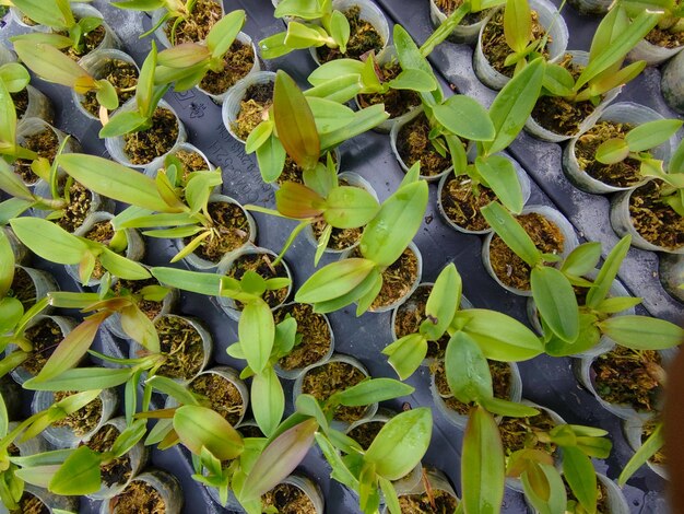 Фото Семена лунных орхидей в растущем питомнике
