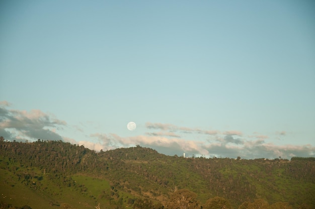オーストラリアの月と奥地の森の風景