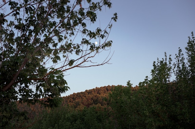 The moon surrounded by the branches of a tree at sunset