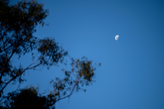 Moon behind trees in the australian bush