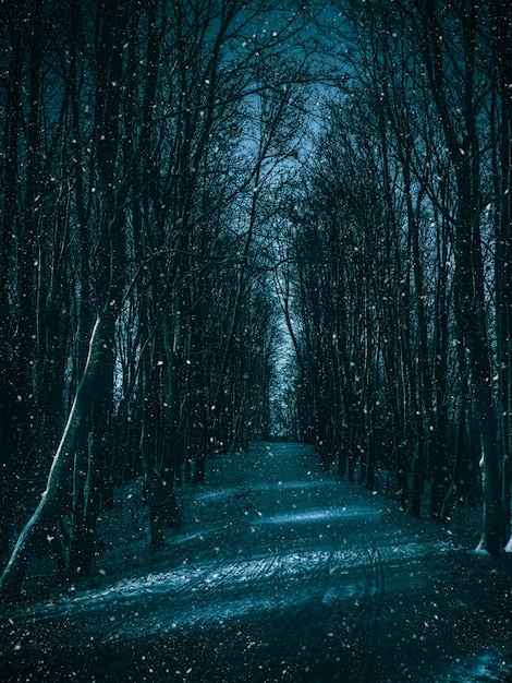 Percorso al chiaro di luna attraverso la foresta invernale.