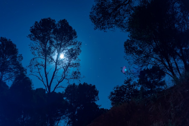 Luce della luna dietro un albero alto