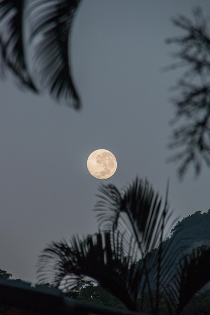 Photo moonset with silhouette of trees in the neighborhood of copacabana rio de janeiro, brazil.