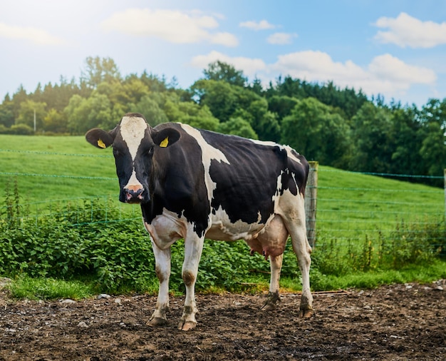 Mooooo Полнометражный снимок коровы, стоящей на молочной ферме