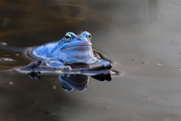 写真 野生の湖のムーアカエル