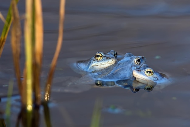 Moor frogs on the lake in the wild