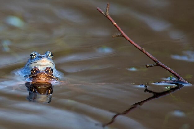 Moor frogs in the wild