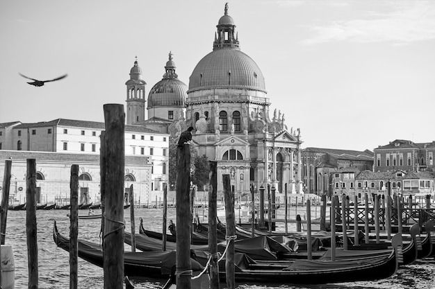 Moored gondolas and Santa Maria della Salute church in Venice, Italy. Black and white