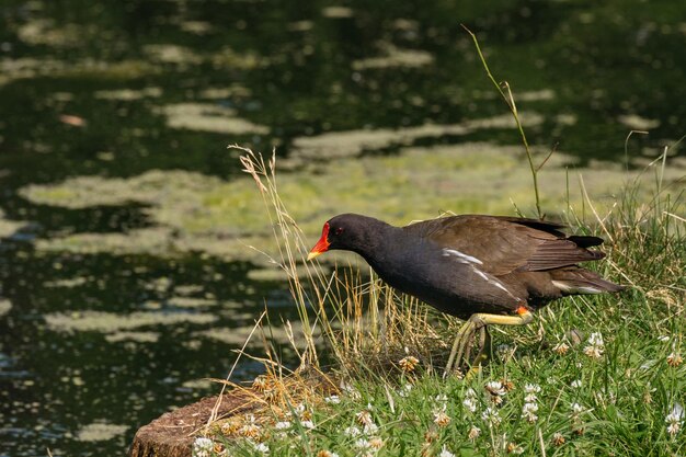 Moorhen on Lakeside