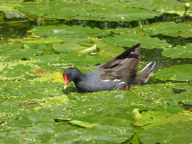 Moorhen swimming amidst leaves in pond