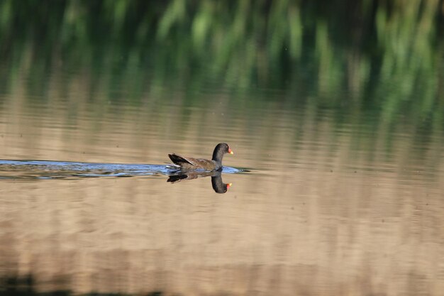 moorhen swimming over lake with reflection