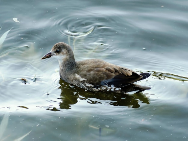 Moorhen