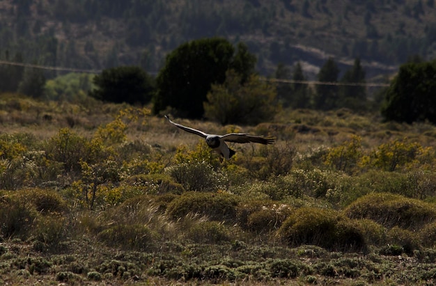 Moorish eagle flying over looking for its prey Patagonian bird in san carlos de bariloche