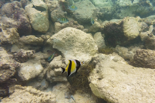 Moorish Idol Zanclus cornutus Tropical and coral sea wildelife Beautiful underwater world Underwater photography