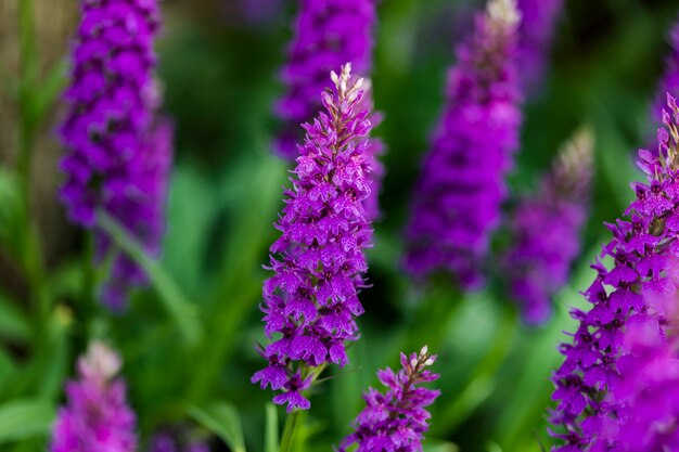 Moorland spotted orchid