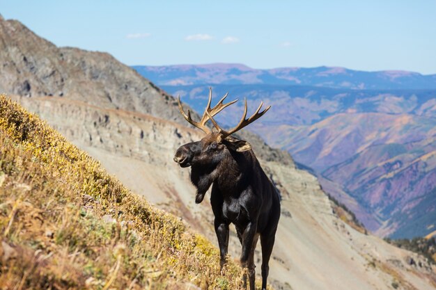 Moose in autumn forest. Wildlife nature in USA.