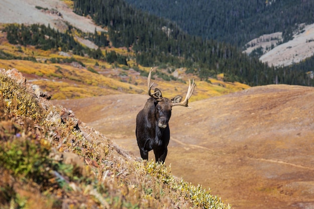 Moose in autumn forest. Wildlife nature in USA.