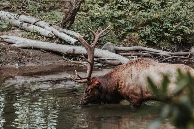 Foto l'alce beve dal fiume