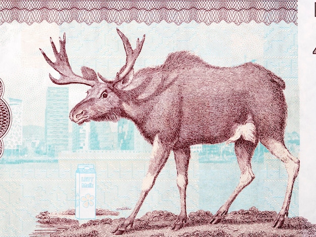 Moose een portret van geld