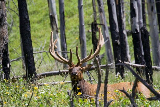 Photo moose on field in forest