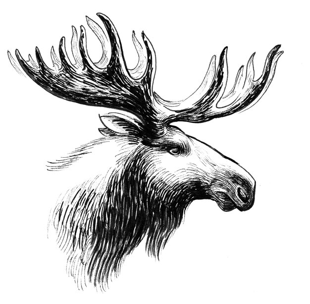 Moose head with big horns. Ink black and white drawing