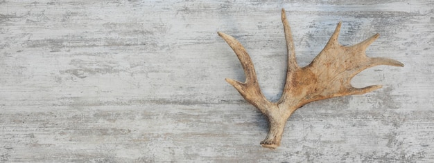 Moose horns isolated on wooden background