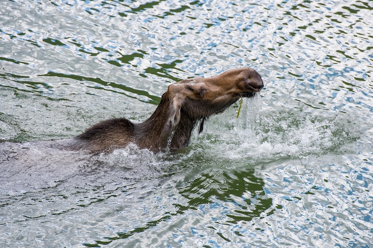 Photo moose splashing water