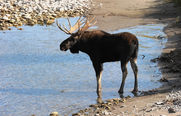 Foto un alce in piedi in un lago