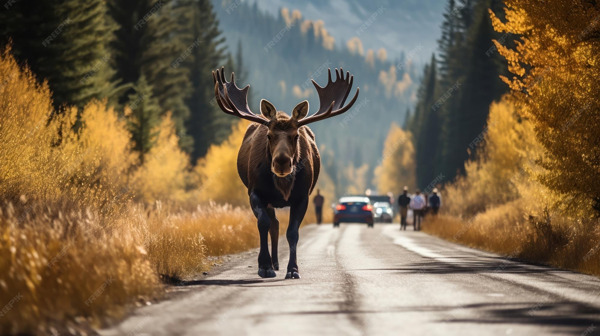 Premium AI Image | A moose traverses the road highlighting the