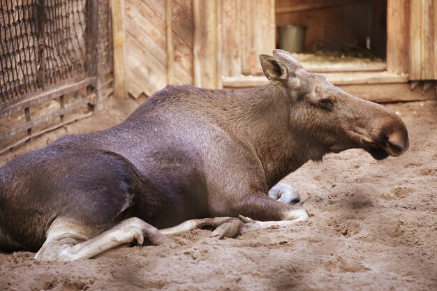 Moose at the zoo, summer day