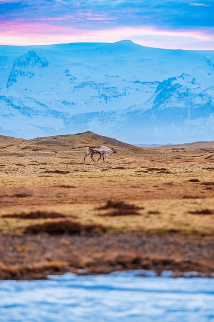 Photo mooses walking around snowy setting and fields with huge snow covered hills, forming icelandic landscape. scandinavian wildlife polar fauna in iceland, natural snowy mountains in winter.