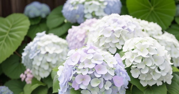 Mophead hortensia bloemen en bladeren