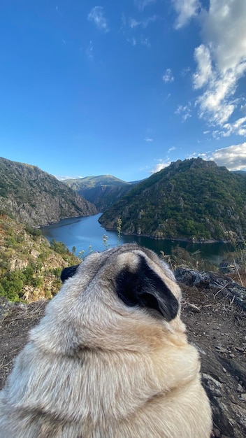 Mopshond die geniet van het uitzicht op de Sil River Canyon in Galicië