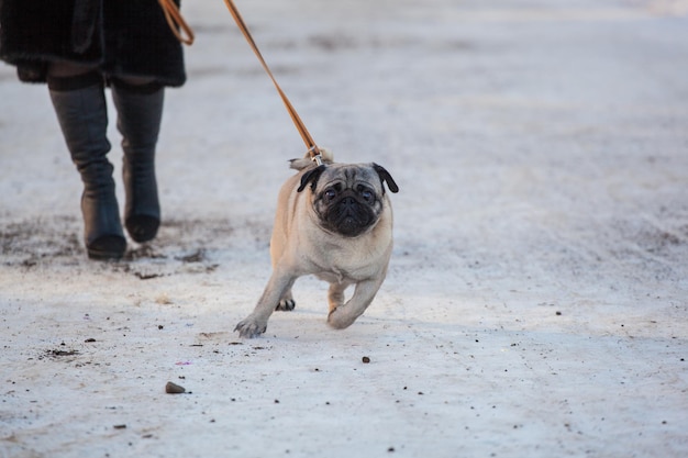 Mopshond voor een wandeling met zijn baasje