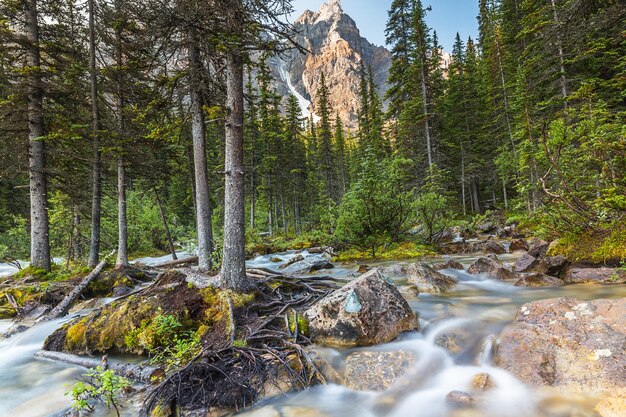 moraine lake brook in the woods with rocky mountains at banff canada