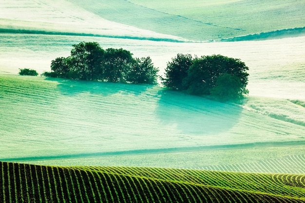 Moravian rolling fields landscape in morning mist moravia czech republic