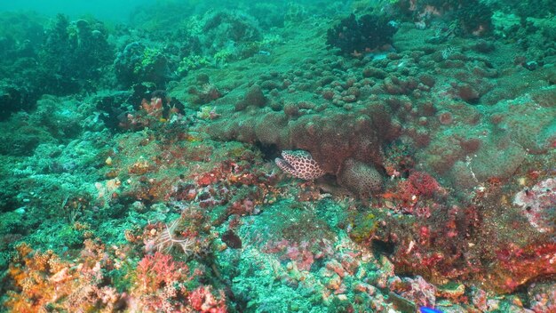 Moray eel on coral reef underwater world with corals and tropical fish diving and snorkeling in the