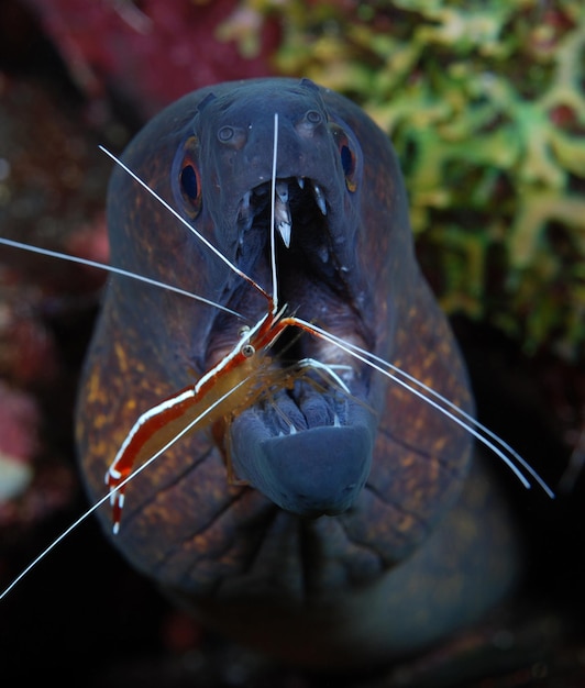 掃除をしているウツボ。インドネシア、バリ州、トランベンの海の生物