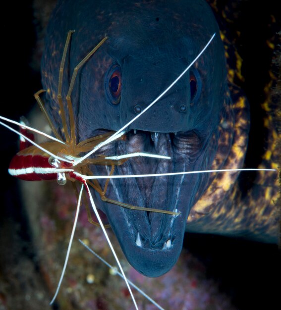 Moray Eel doing cleaning. Sea life of Tulamben, Bali, Indonesia