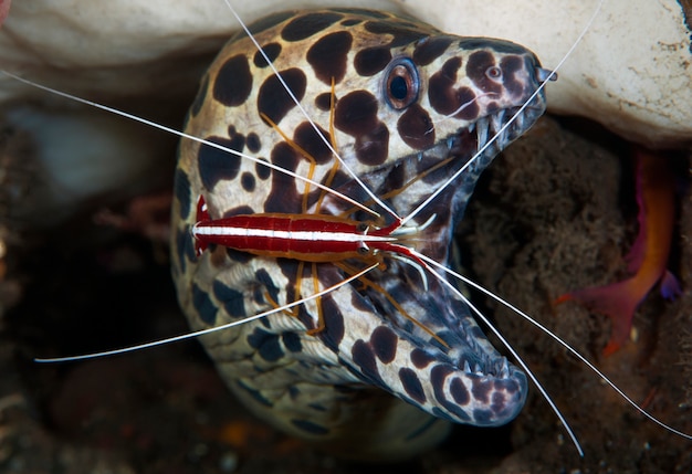 Moray eel doing cleaning