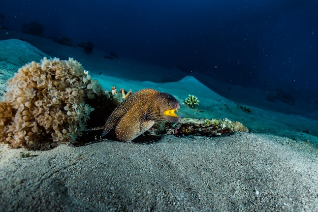 Photo moray eel mooray lycodontis undulatus in the red sea eilat israel ae